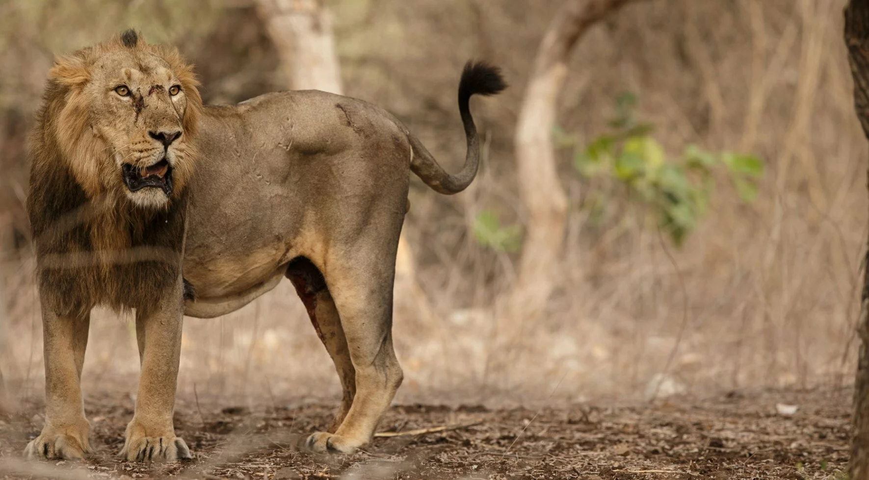 Gir National Park