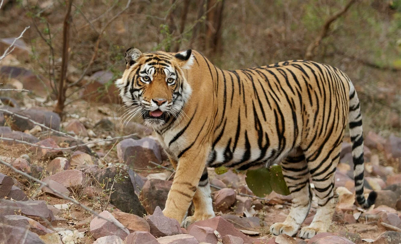Ranthambore National Park
